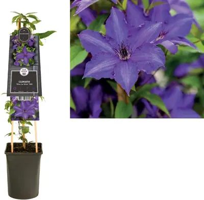 Clematis 'Viva La Vida' (Bosrank) klimplant - afbeelding 1