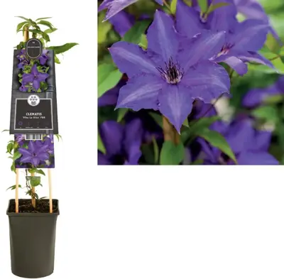 Clematis 'Viva La Vida' (Bosrank) klimplant 75cm - afbeelding 1
