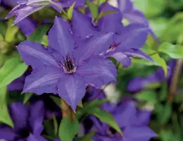 Clematis 'Viva La Vida' (Bosrank) klimplant 75cm - afbeelding 2
