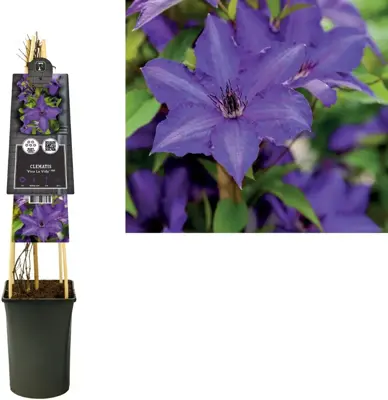 Clematis 'Viva La Vida' (Bosrank) klimplant 75cm - afbeelding 3