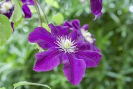 Clematis 'Warszawska Nike' (Bosrank 'Warszawska Nike') - afbeelding 1