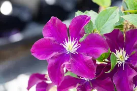 Clematis 'Warszawska Nike' (Bosrank 'Warszawska Nike') - afbeelding 4