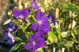 Clematis 'Warszawska Nike' (Bosrank 'Warszawska Nike') - afbeelding 5