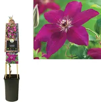 Clematis 'Westerplatte' (Bosrank) klimplant - afbeelding 1