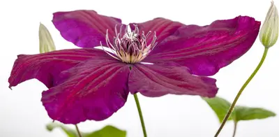 Clematis 'Westerplatte' (Bosrank) klimplant - afbeelding 7