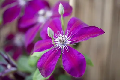 Clematis 'Westerplatte' (Bosrank) klimplant - afbeelding 4