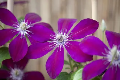 Clematis 'Westerplatte' (Bosrank) klimplant - afbeelding 5