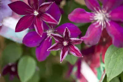 Clematis 'Westerplatte' (Bosrank) klimplant - afbeelding 6