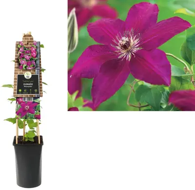 Clematis 'Westerplatte' (Bosrank) klimplant - afbeelding 2