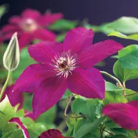 Clematis 'Westerplatte' (Bosrank) klimplant - afbeelding 3