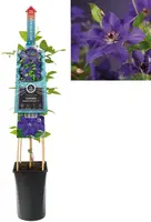 Clematis 'Wonderful Perfume PBR' (Bosrank) klimplant 75cm - afbeelding 1
