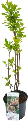 Clethra alnifolia 'pink spire' c5 h40 - afbeelding 1