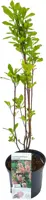 Clethra alnifolia 'pink spire' c5 h40 - afbeelding 1