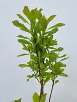Clethra alnifolia 'pink spire' c5 h40 - afbeelding 2