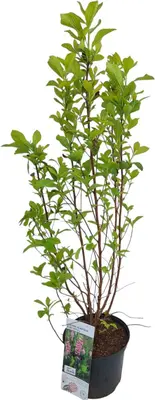 Clethra alnifolia 'ruby spice' c5 h40 - afbeelding 1