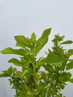 Clethra alnifolia 'ruby spice' c5 h40 - afbeelding 2
