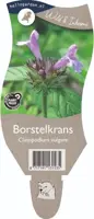 Clinopodium vulgare (Borstelkrans) - afbeelding 1