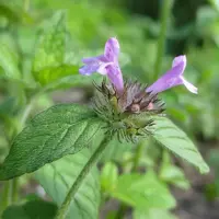 Clinopodium vulgare (Borstelkrans) - afbeelding 2