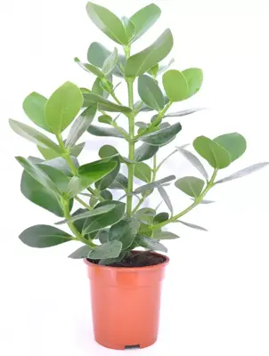Clusia rosea (Appelvijg) 50cm - afbeelding 1