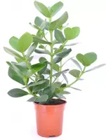 Clusia rosea (Appelvijg) 50cm - afbeelding 1