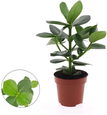 Clusia rosea 'Princess' (Handtekeningboom) 35cm - afbeelding 1