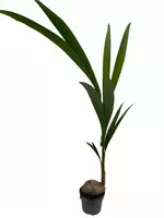 Cocos nucifera (Kokospalm) 135 cm - afbeelding 1