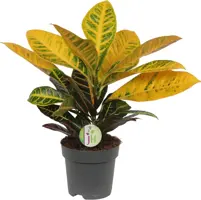 Codiaeum (Croton) 50cm - afbeelding 1