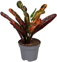 Codiaeum red batik (Croton) 12cm - afbeelding 1