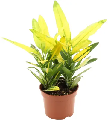 Codiaeum sunny star p12 - afbeelding 1