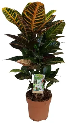 Codiaeum variegatum 'Petra' (Codiaeum) 60cm - afbeelding 1
