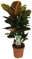 Codiaeum variegatum 'Petra' (Codiaeum) 60cm - afbeelding 1