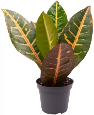 Codiaeum variegatum 'Petra' (Croton) 12cm - afbeelding 1