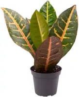 Codiaeum variegatum 'Petra' (Croton) 12cm - afbeelding 1
