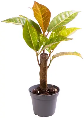 Codiaeum variegatum 'Petra' (Croton) 20cm - afbeelding 1