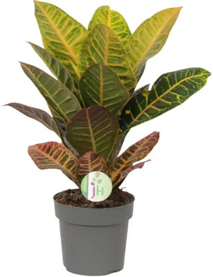 Codiaeum variegatum 'Petra' (Croton) 50cm - afbeelding 1