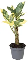 Codiaeum variegatum 'Tamara' (Croton) 15cm - afbeelding 1