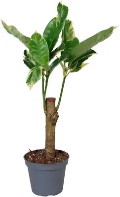 Codiaeum variegatum 'Tamara' (Croton) 15cm - afbeelding 2