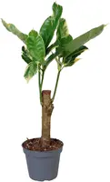 Codiaeum variegatum 'Tamara' (Croton) 15cm - afbeelding 2