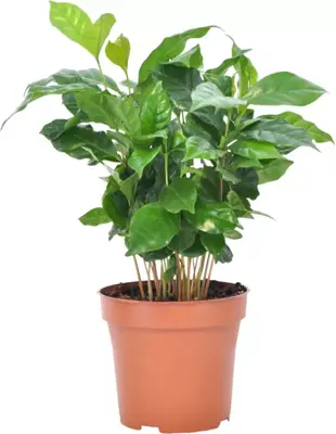 Coffea arabica (koffieplant) 30cm - afbeelding 1