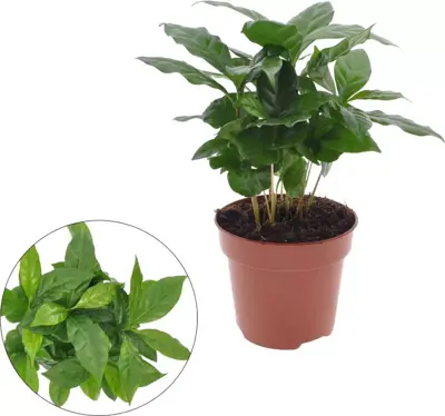 Coffea arabica (koffieplant) 30cm - afbeelding 2