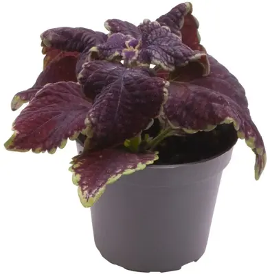 Coleus MS 'Abbey Road' (Siernetel) 10cm - afbeelding 1