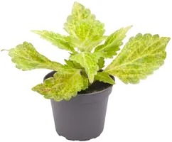 Coleus MS 'River Walk' (Siernetel) 9cm - afbeelding 1