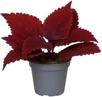 Coleus 'MS. Second Street' (Siernetel) 8cm - afbeelding 1