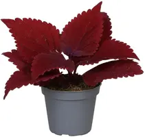 Coleus 'MS. Second Street' (Siernetel) 8cm - afbeelding 1