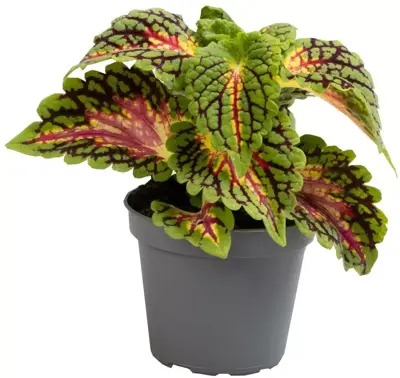 Coleus 'Spacecake' (schildpadbloem) 8cm - afbeelding 1
