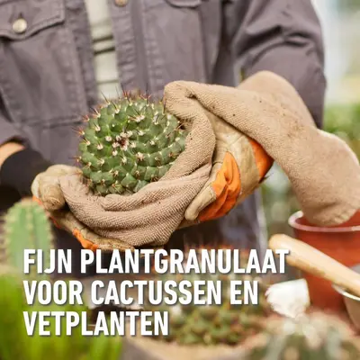 Compo Granuplant® cactussen & vetplanten 3L - afbeelding 3