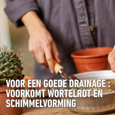 Compo Granuplant® cactussen & vetplanten 3L - afbeelding 4