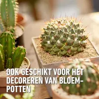 Compo Granuplant® cactussen & vetplanten 3L - afbeelding 5