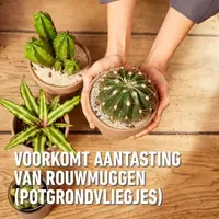 Compo Granuplant® cactussen & vetplanten 3L - afbeelding 6