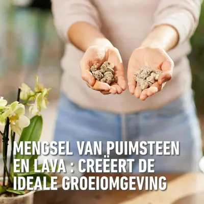 Compo Granuplant® orchideeën 3l - afbeelding 4